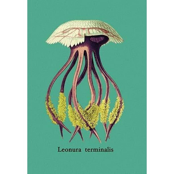 Medusa Jellyfish Illustration Print Haeckel Art Forms of Nature 4 x 6"-16 x 20"